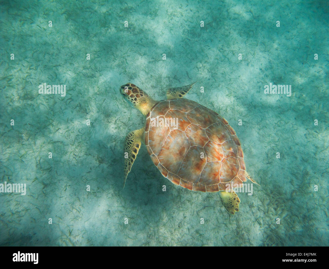 Hawksbill Sea Turtle, St. John, US Virgin Islands Stock Photo