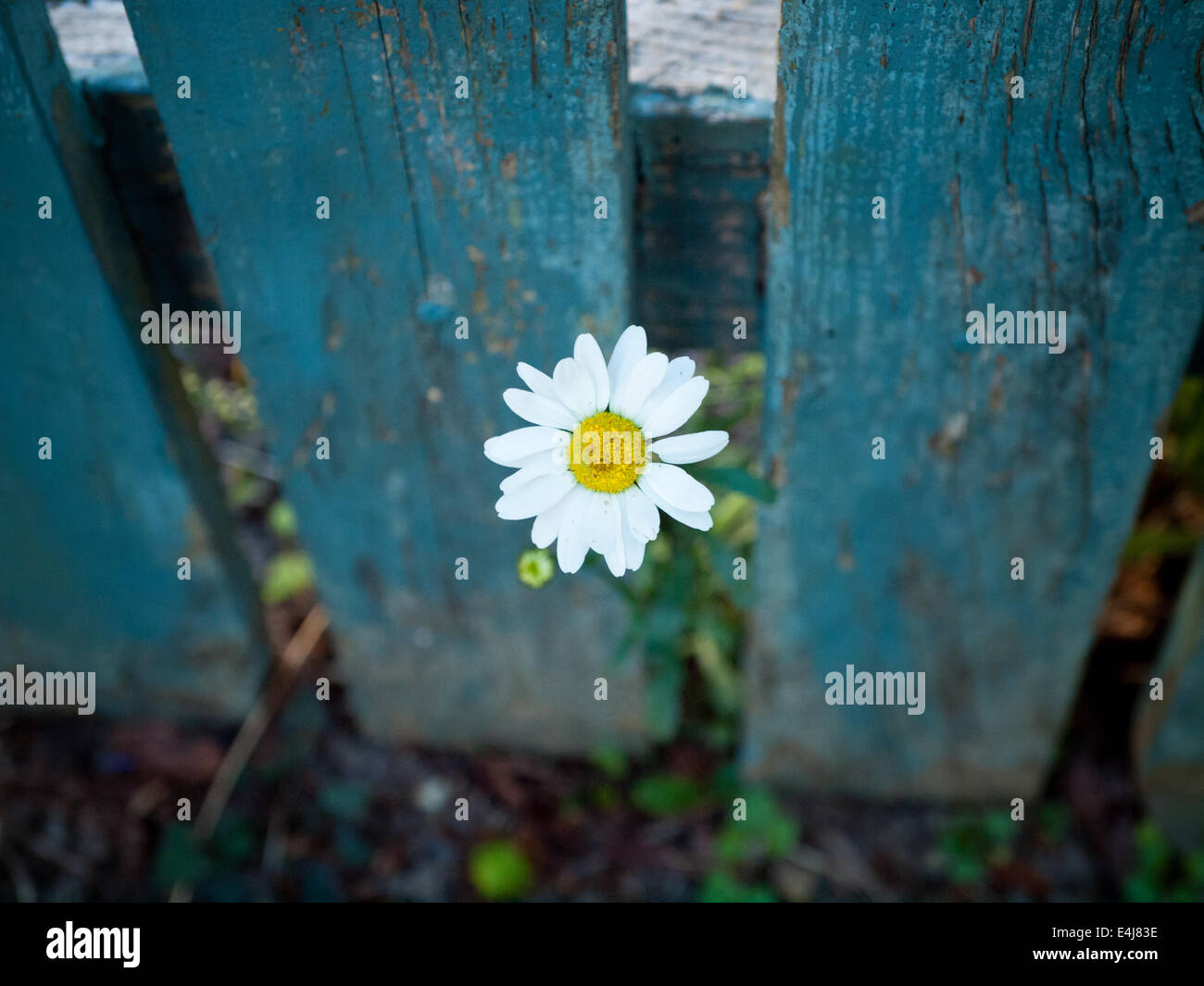 A single, white daisy pokes out through a teal-blue, wooden fence. Victoria, British Columbia, Canada. Stock Photo