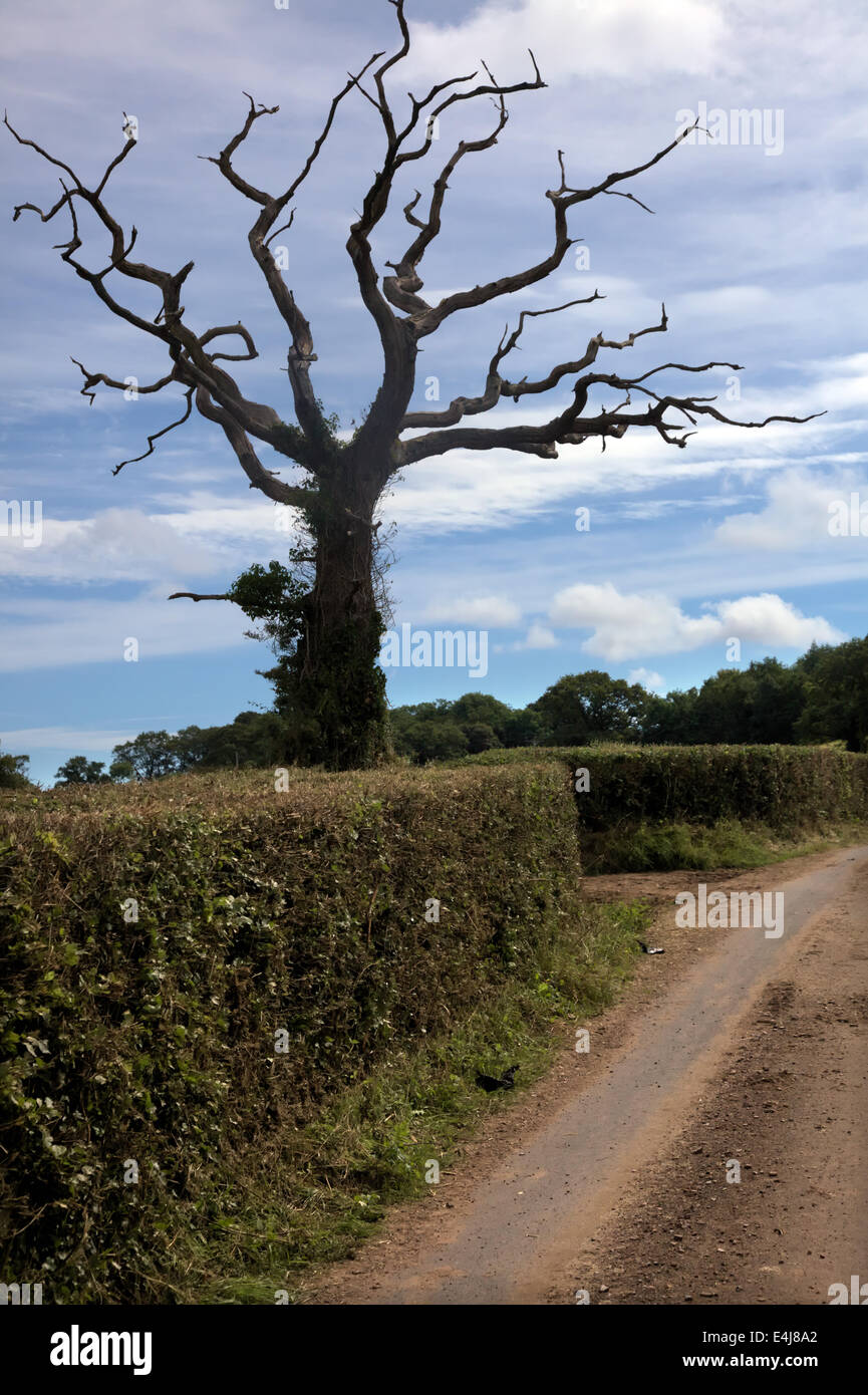 Birds nesting in hedge uk hires stock photography and images Alamy