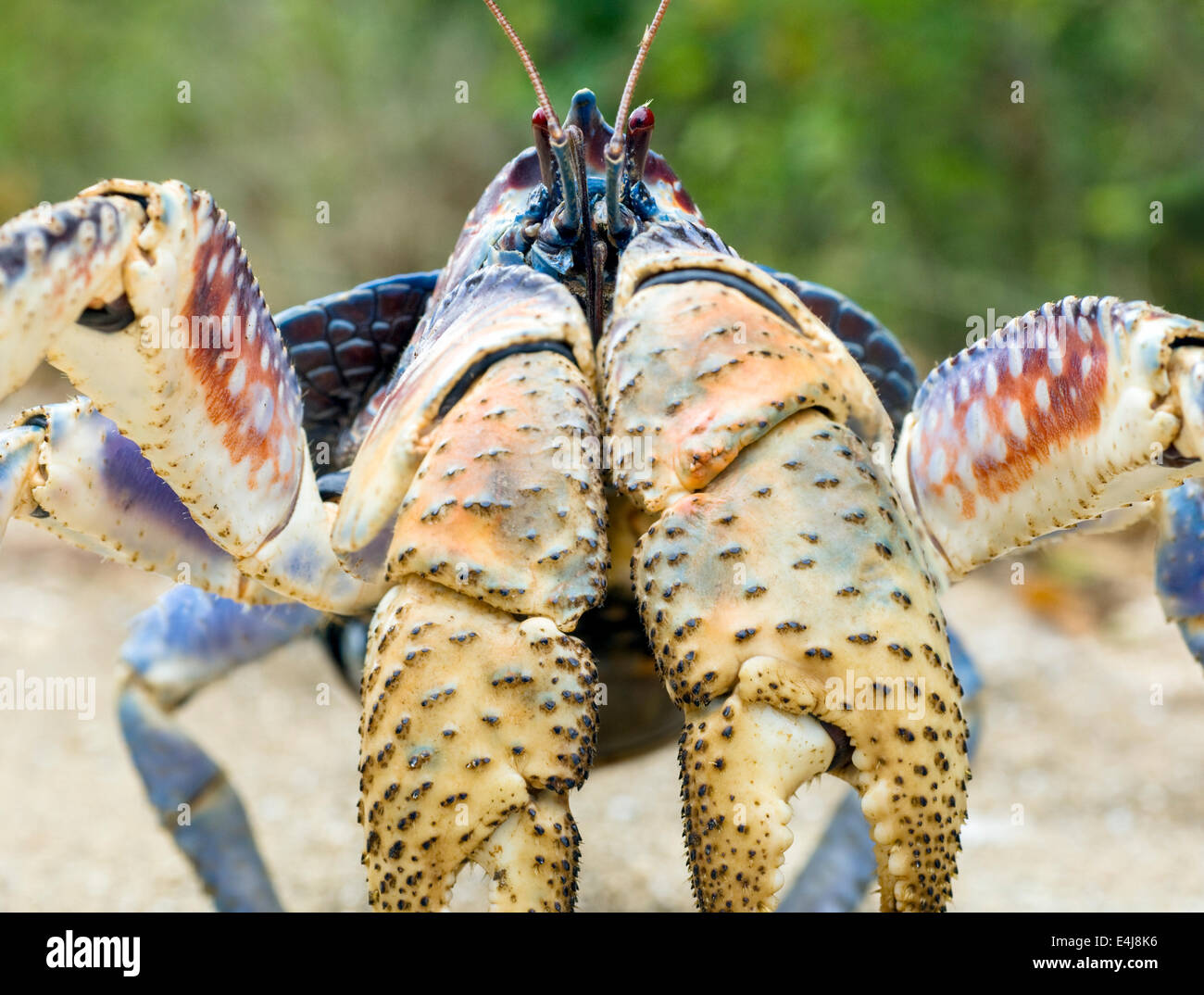 Portrait of a coconut or robber crab, Christmas Island, Australia. The largest land crab in the