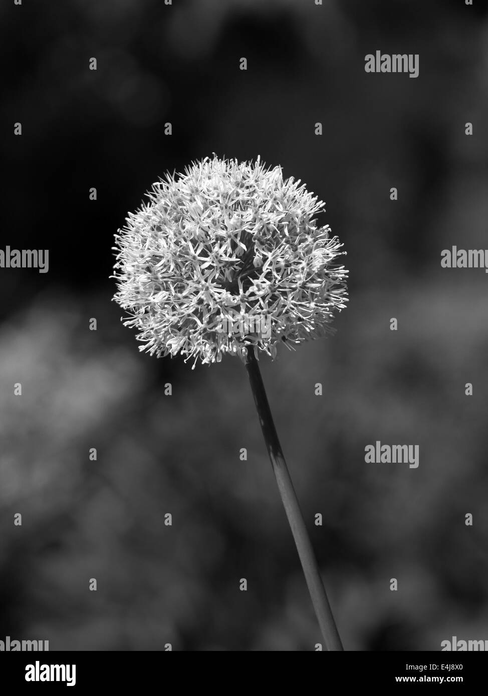 Allium Black and White Stock Photos & Images - Alamy