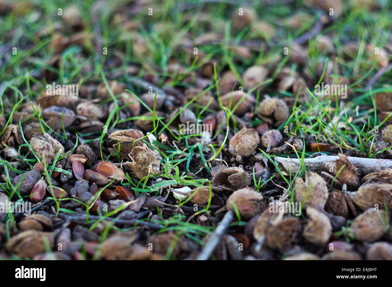 Woodland floor plant hi-res stock photography and images - Alamy