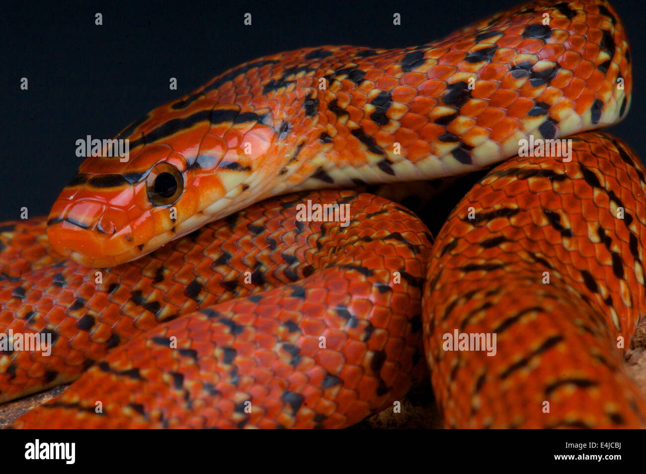 Japanese forest rat snake / Euprepiophis conspicillatus Stock Photo