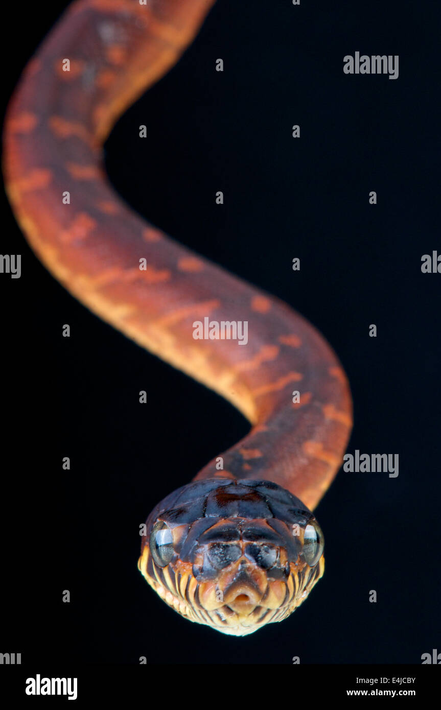 Vertical snake snakes hi-res stock photography and images - Alamy