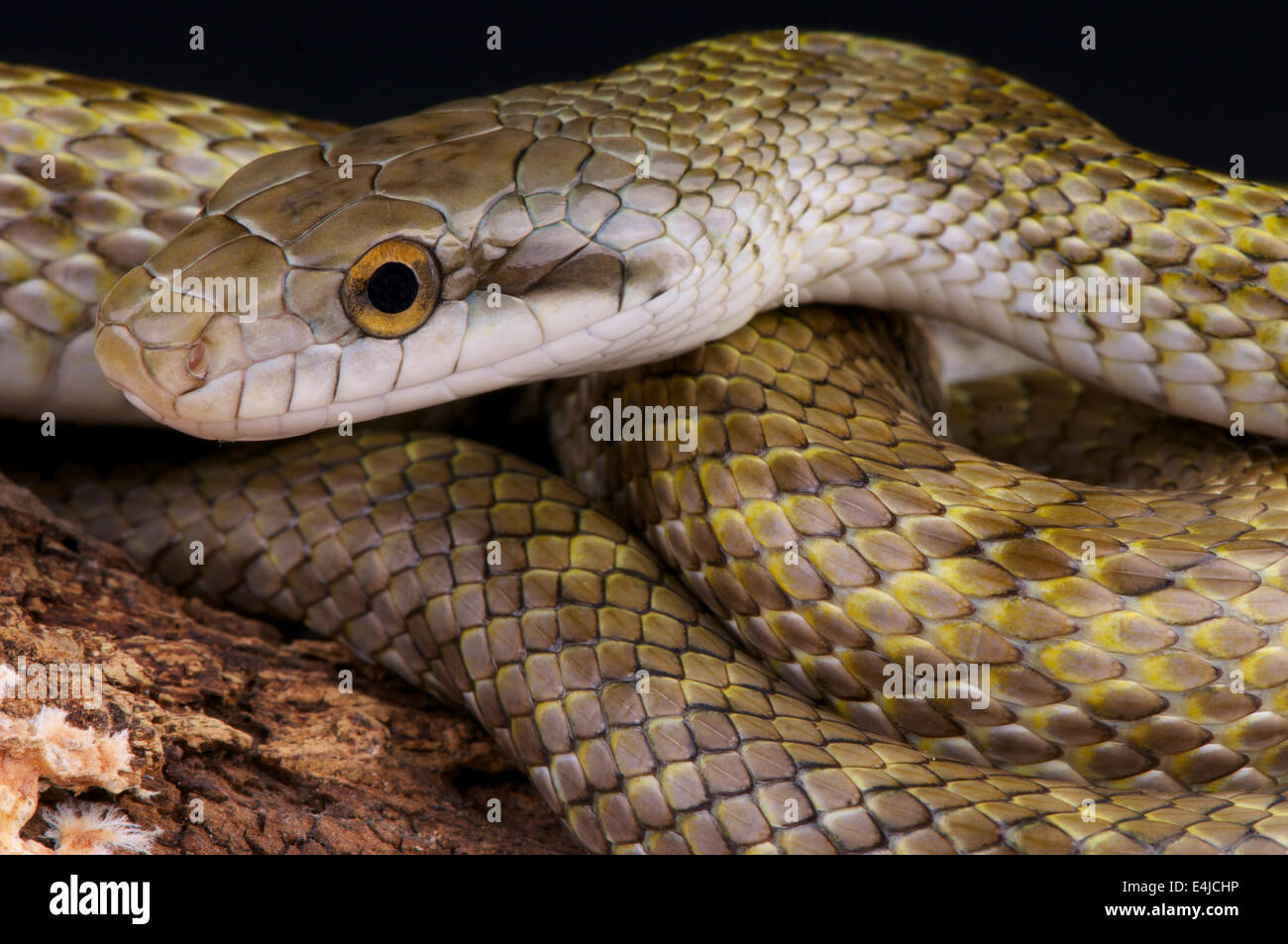 Japanese rat snake / Elaphe climacophora Stock Photo