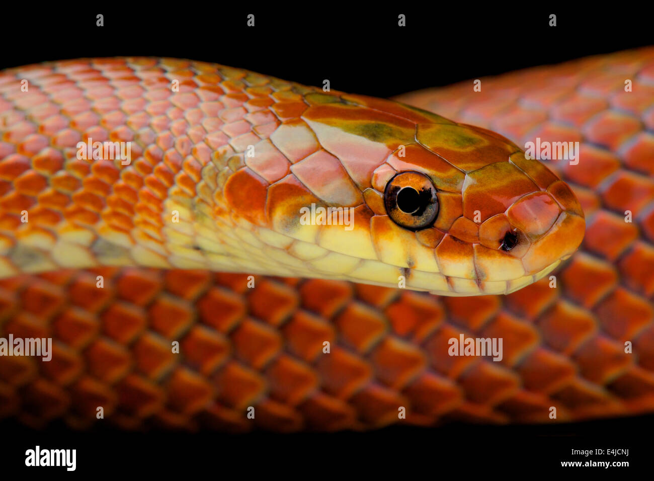 Japanese forest snake / Euprepiophis conspicillatus Stock Photo