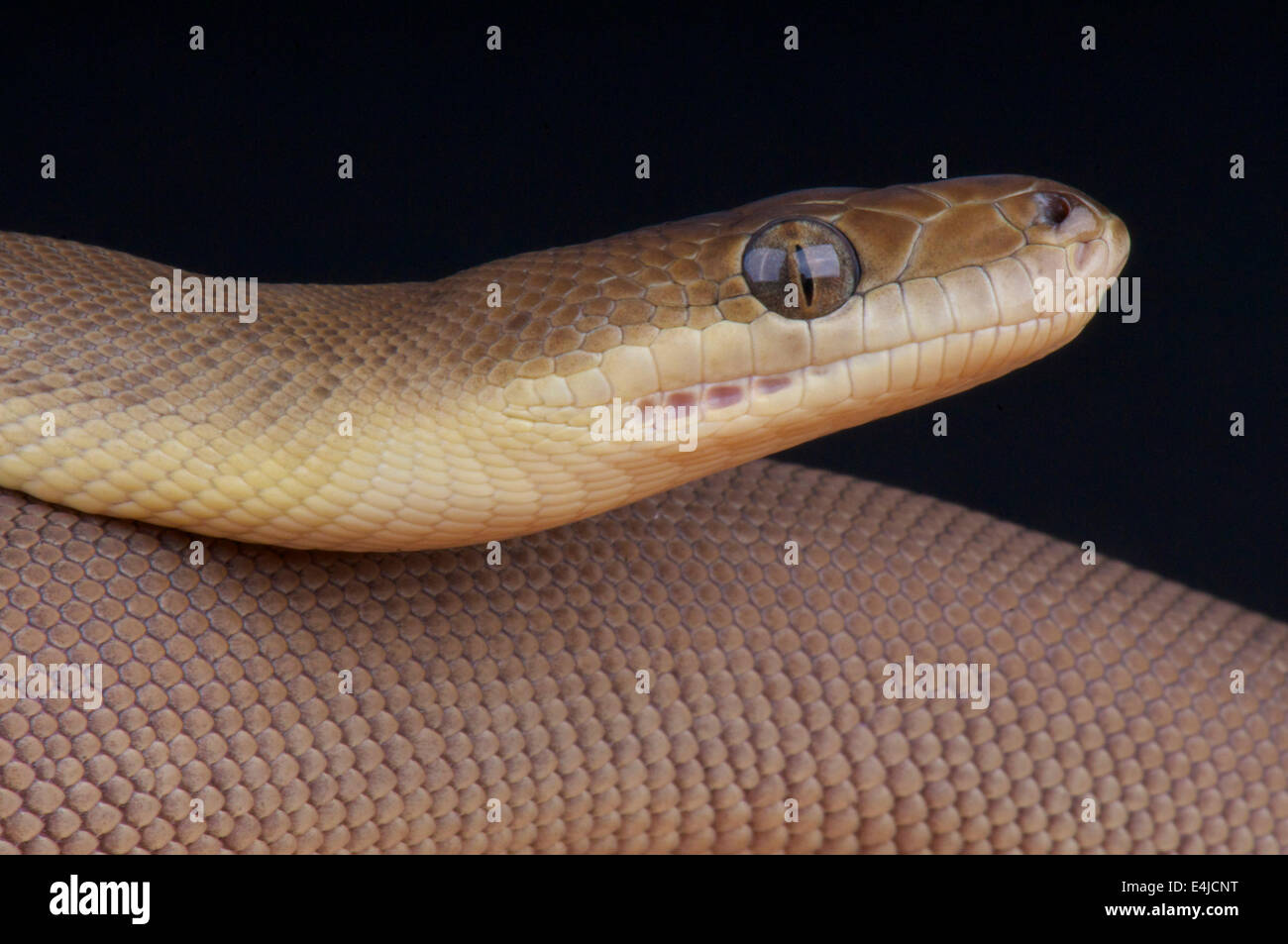Olive python / liasis olivaceus Stock Photo