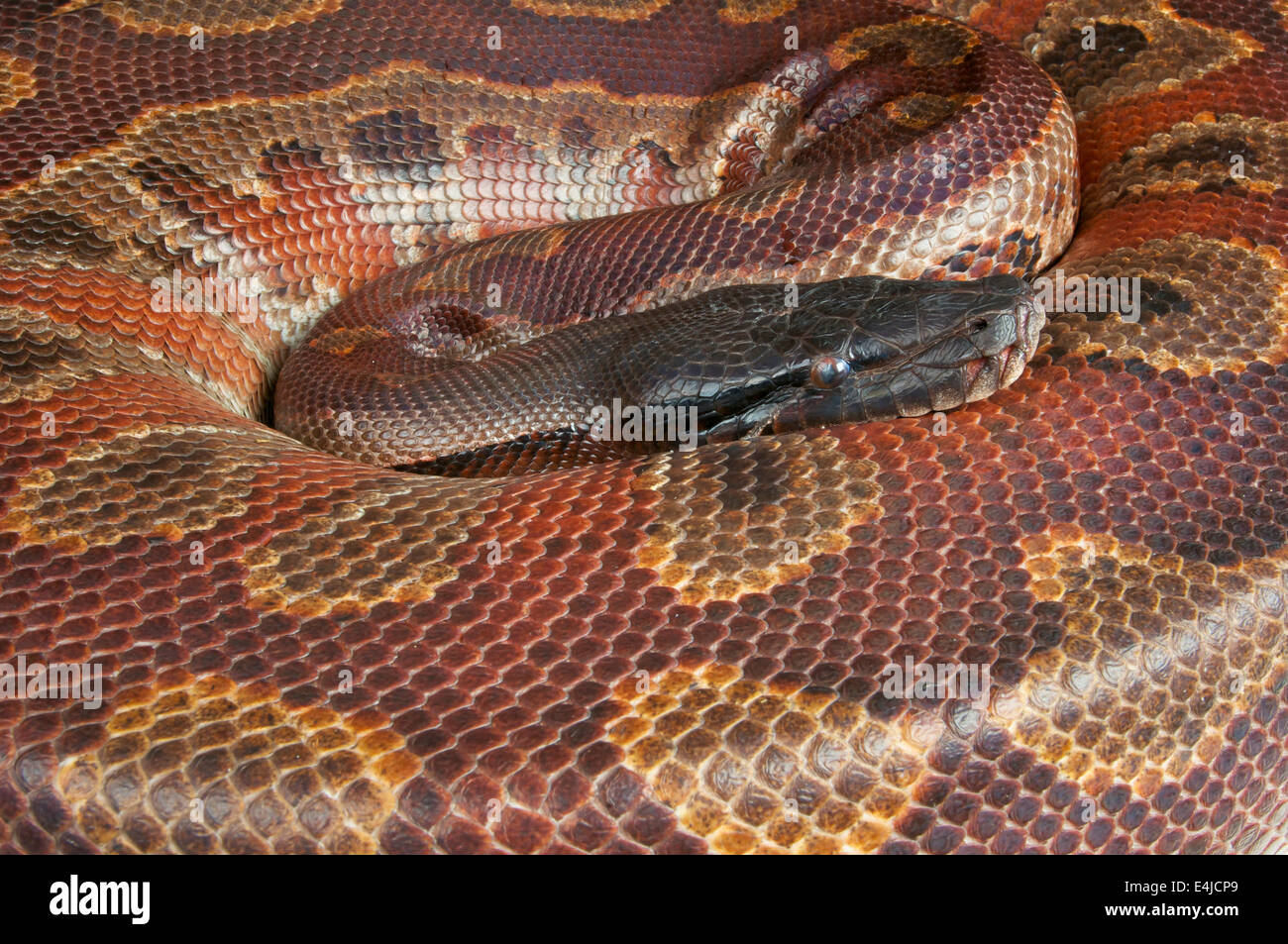 Malaysian blood python python curtus brongersmai hi-res stock ...