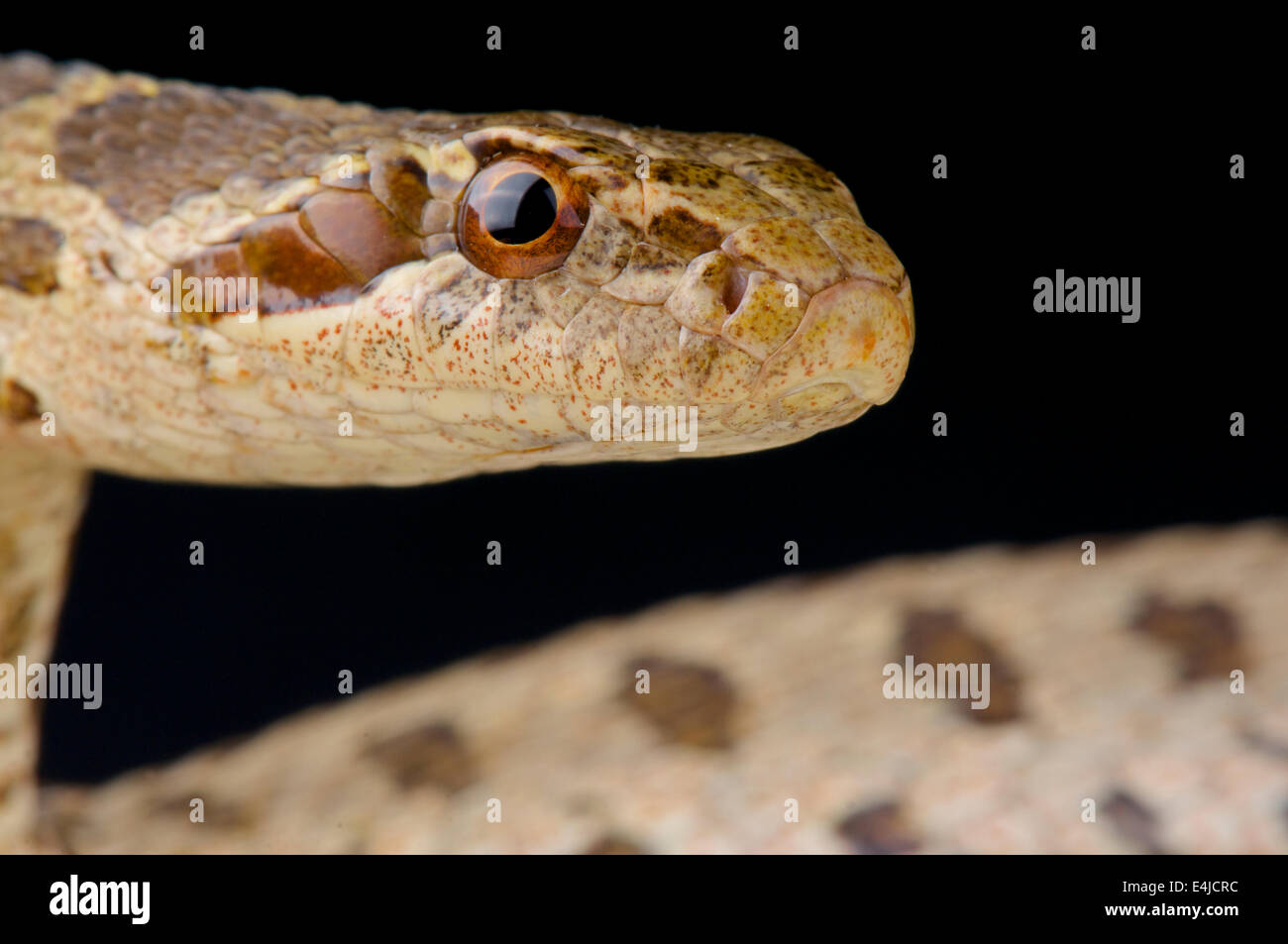 David's rat snake / Elaphe davidi Stock Photo