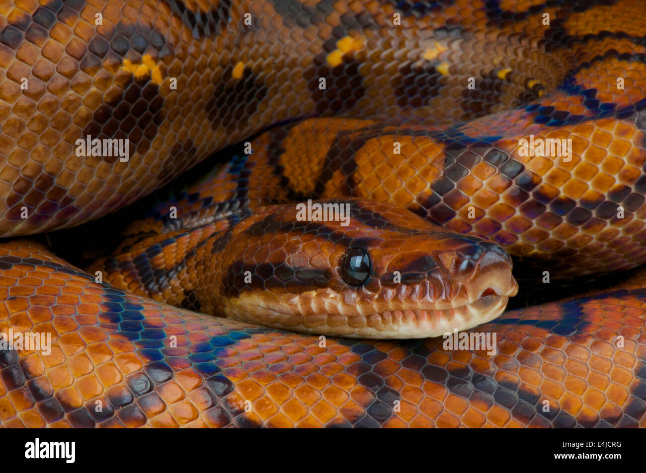 Rainbow boa / Epicrates cenchria cenchria Stock Photo