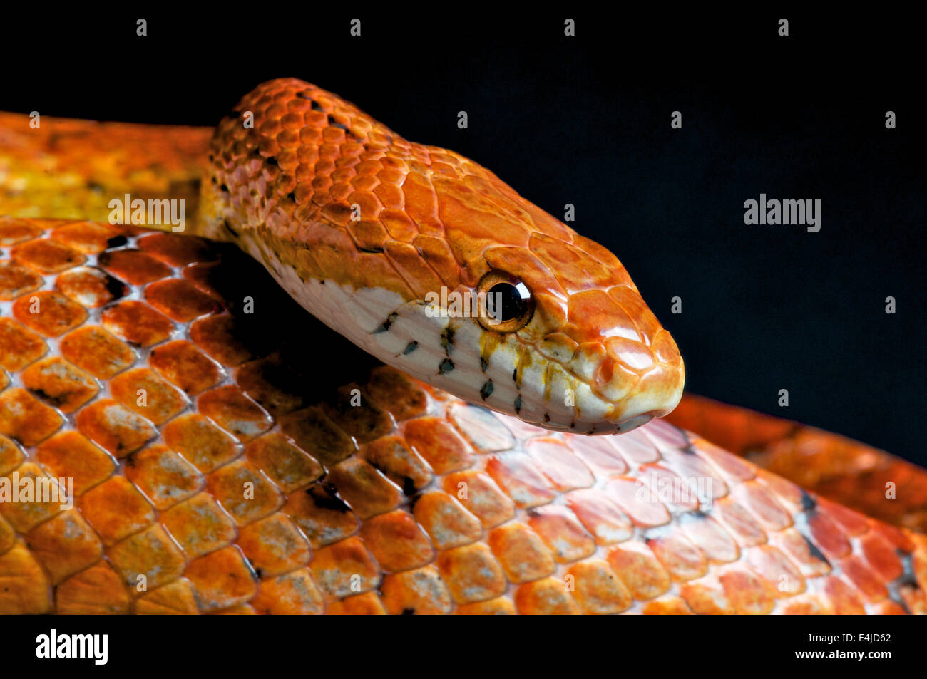 Corn snake / Pantherophis guttatus Stock Photo