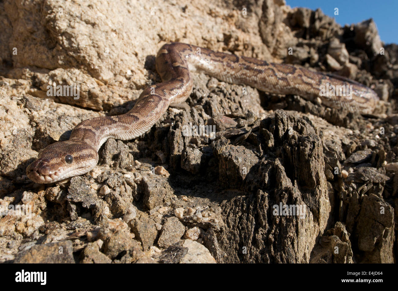 Angola python / Python anchietae Stock Photo
