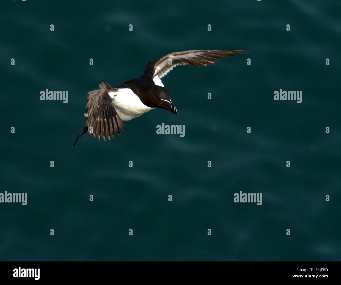 Razorbill in flight Stock Photo - Alamy