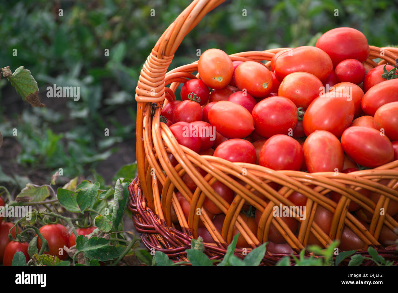 Basket of tomatoes in field hi-res stock photography and images - Alamy