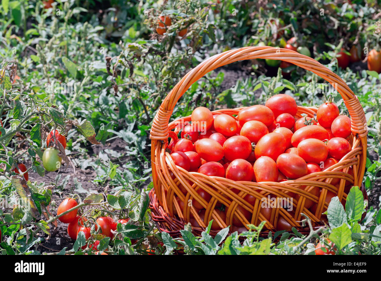 Tomatoes in a wicker basket on the field Stock Photo - Alamy