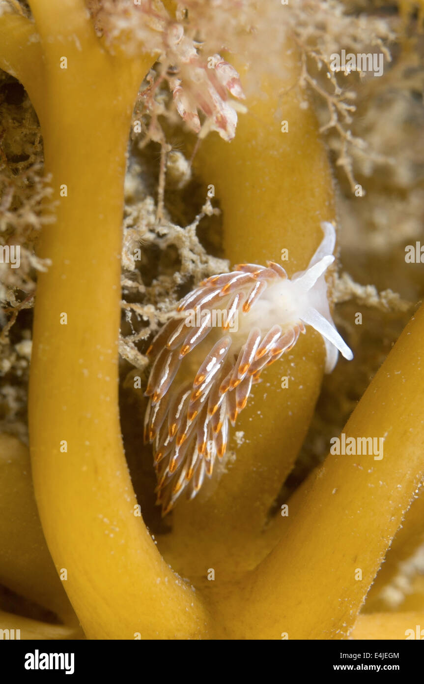 Nudibranch or Sea Slug  ( Cuthonella soboli  ) Sea of Japan, Rudnaya Pristan, Far East, Primorsky Krai, Russia Stock Photo
