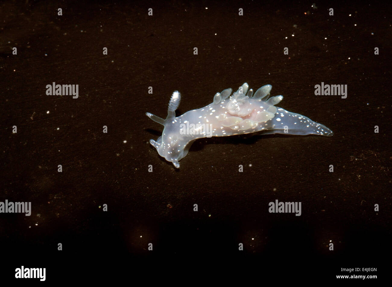 Nudibranch or Sea Slug  ( Ancula gibbosa ) Sea of Japan, Rudnaya Pristan, Far East, Primorsky Krai, Russia Stock Photo
