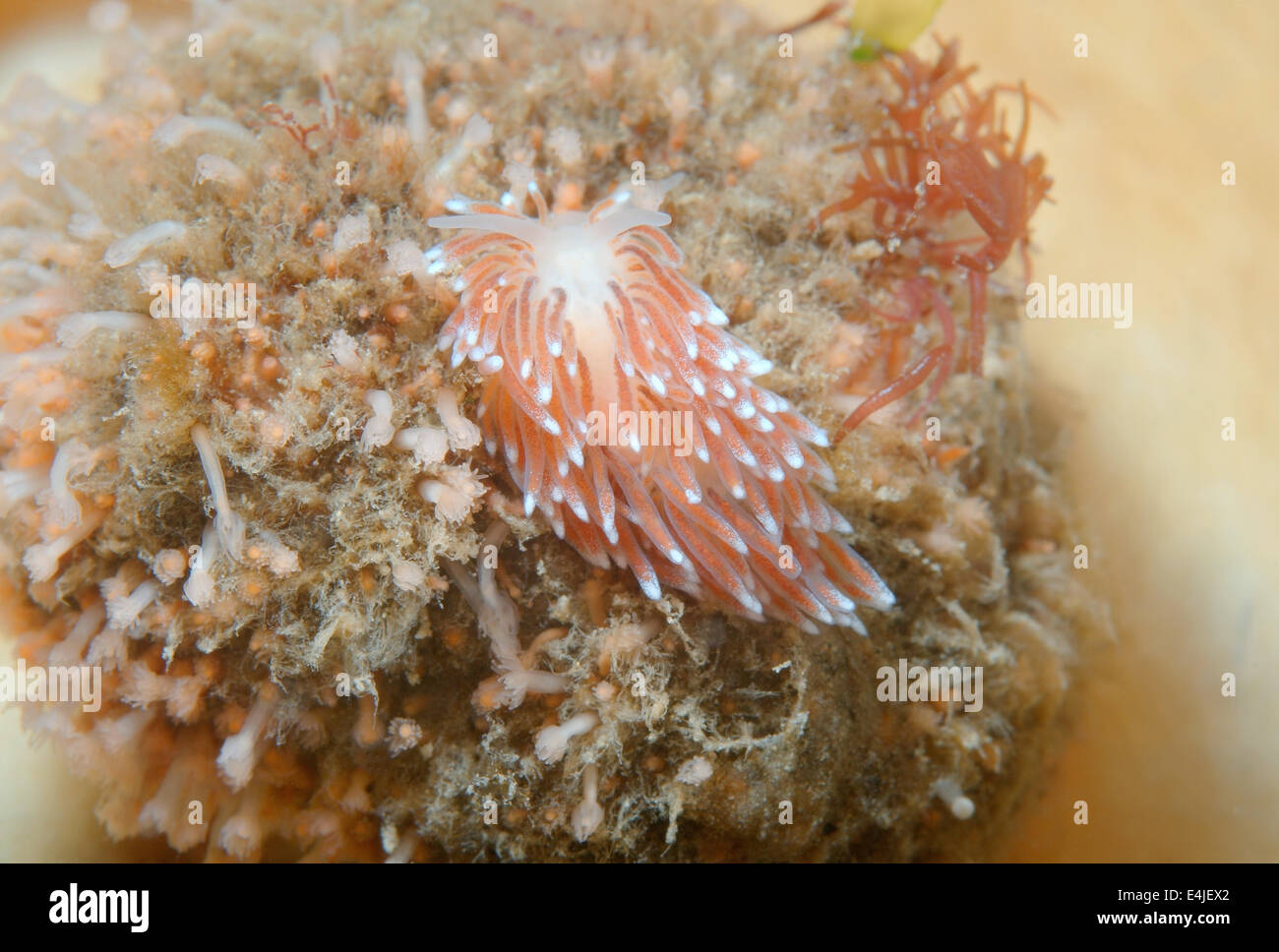 Nudibranch or Sea Slug  (Cuthona nana ) Sea of Japan, Rudnaya Pristan, Far East, Primorsky Krai, Stock Photo