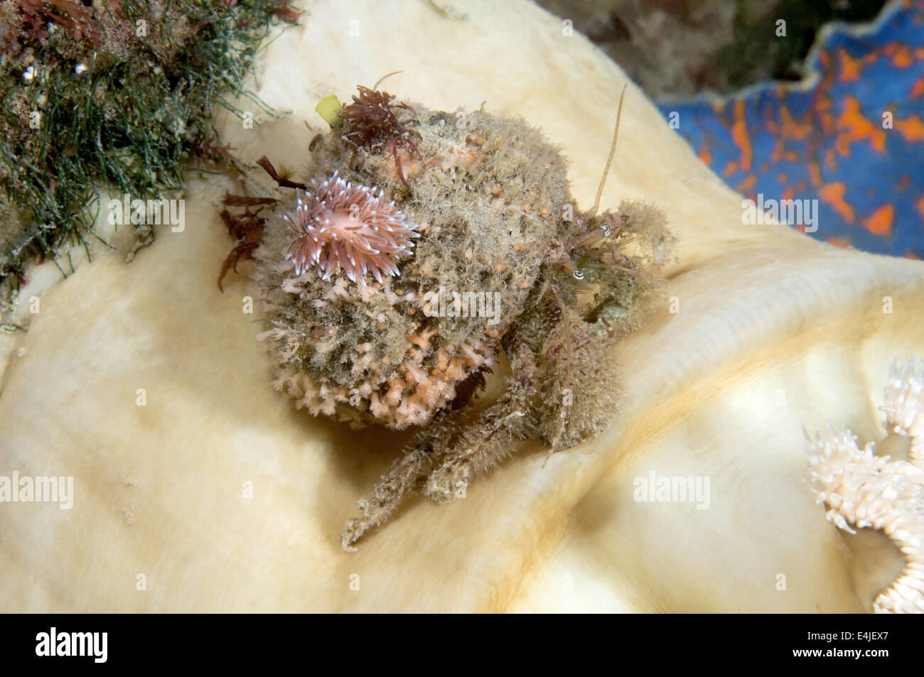 Nudibranch or Sea Slug  (Cuthona nana ) Sea of Japan, Rudnaya Pristan, Far East, Primorsky Krai, Stock Photo