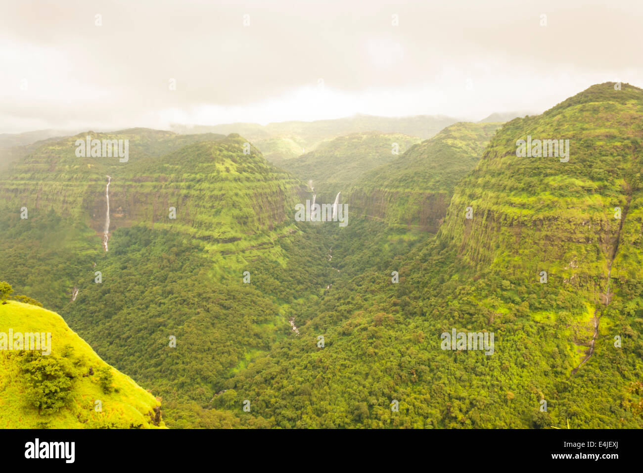 Rain Forest lush green in rain Stock Photo - Alamy
