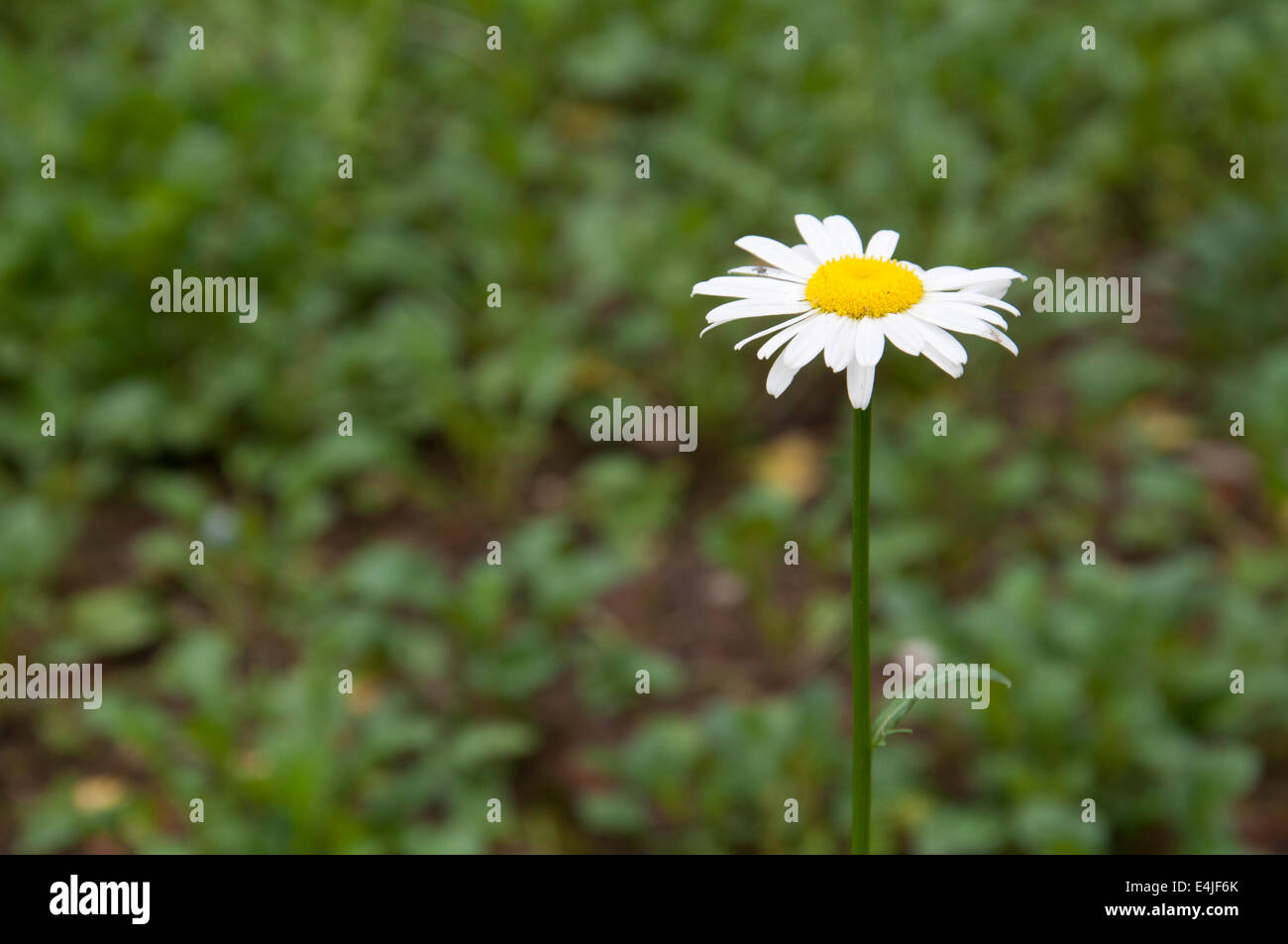 Chrysanthemum and grass hi-res stock photography and images - Alamy
