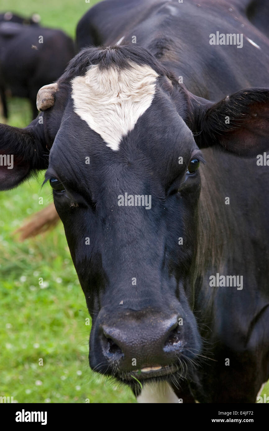 Holstein cow portrait Stock Photo