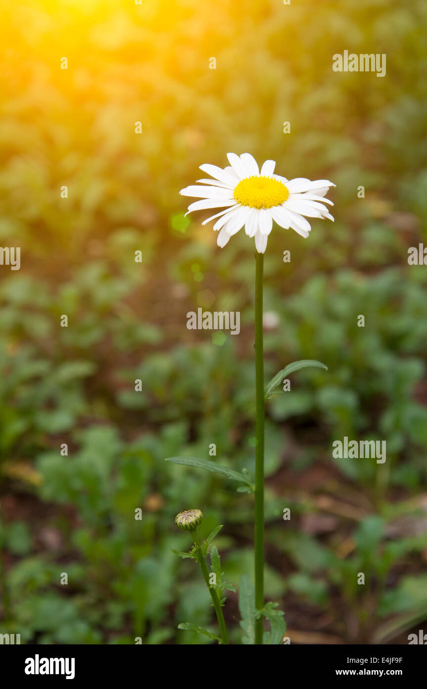 Chrysanthemum and grass hi-res stock photography and images - Alamy