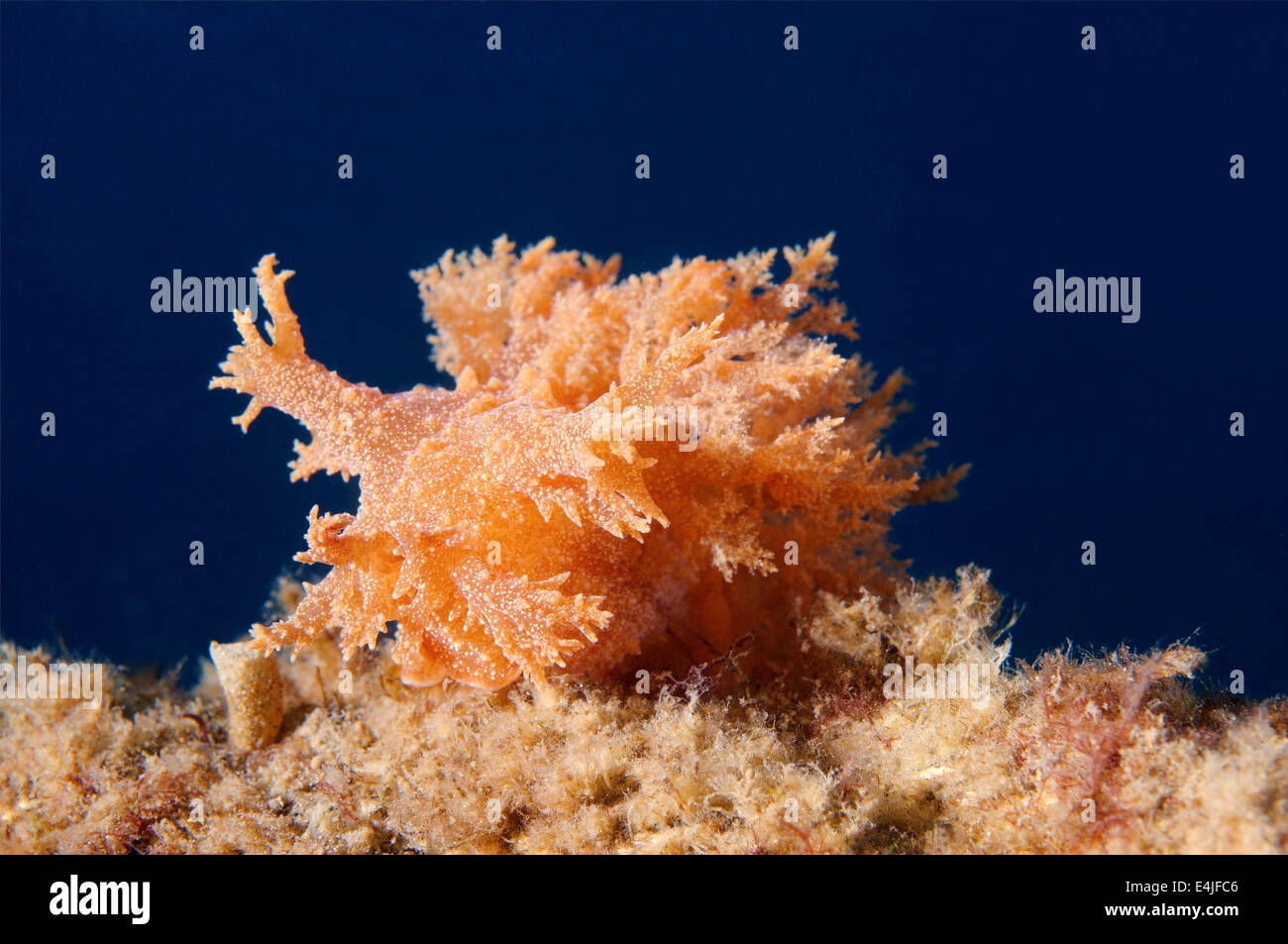 Nudibranch or Sea Slug  ( Dendronotus kamchaticus ) Sea of Japan, Rudnaya Pristan, Far East, Primorsky Krai, Russia Stock Photo
