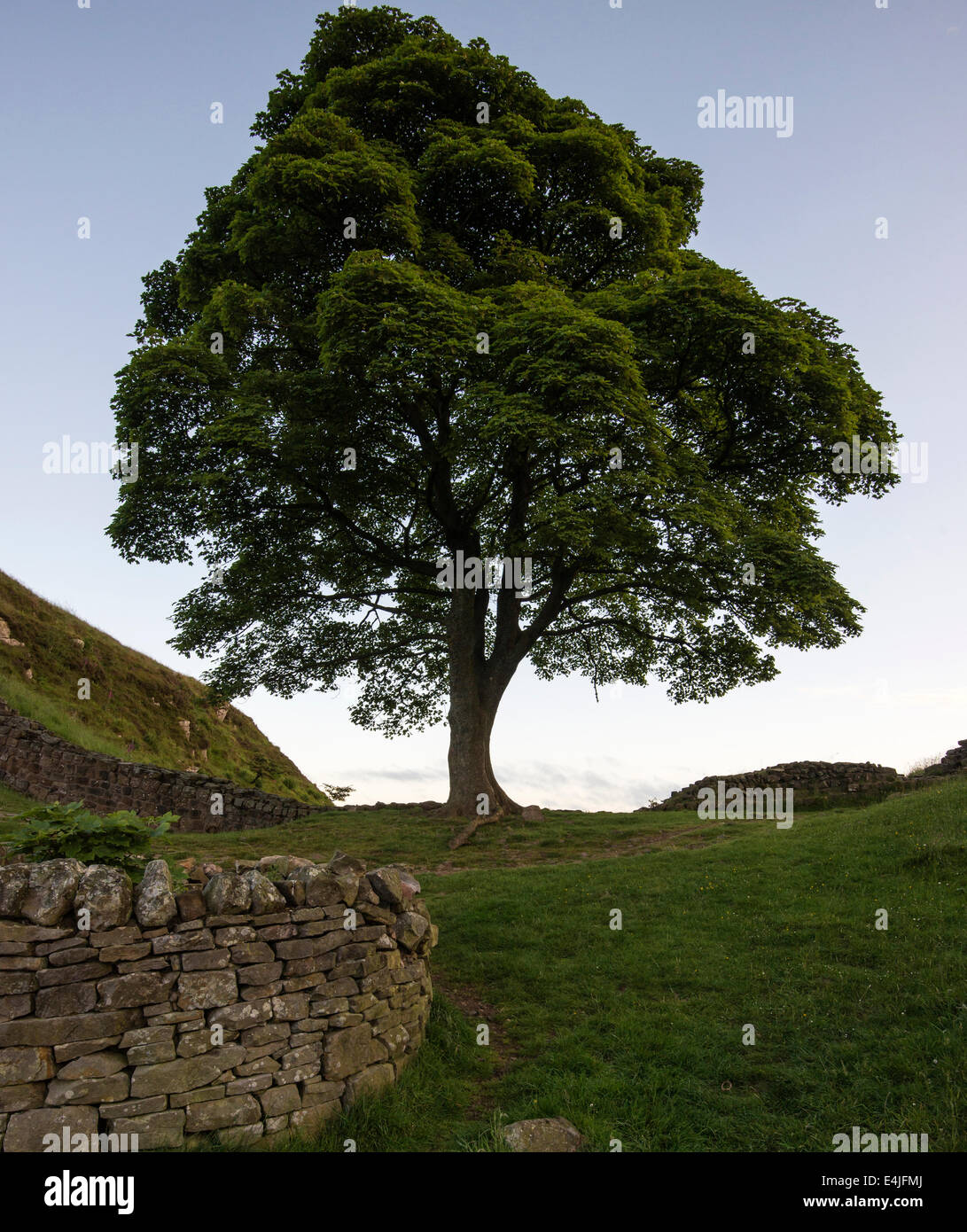 Sycamore Gap on Hadrian's wall near Twice Brewed in Northumberland, England early on a summer's morning Stock Photo
