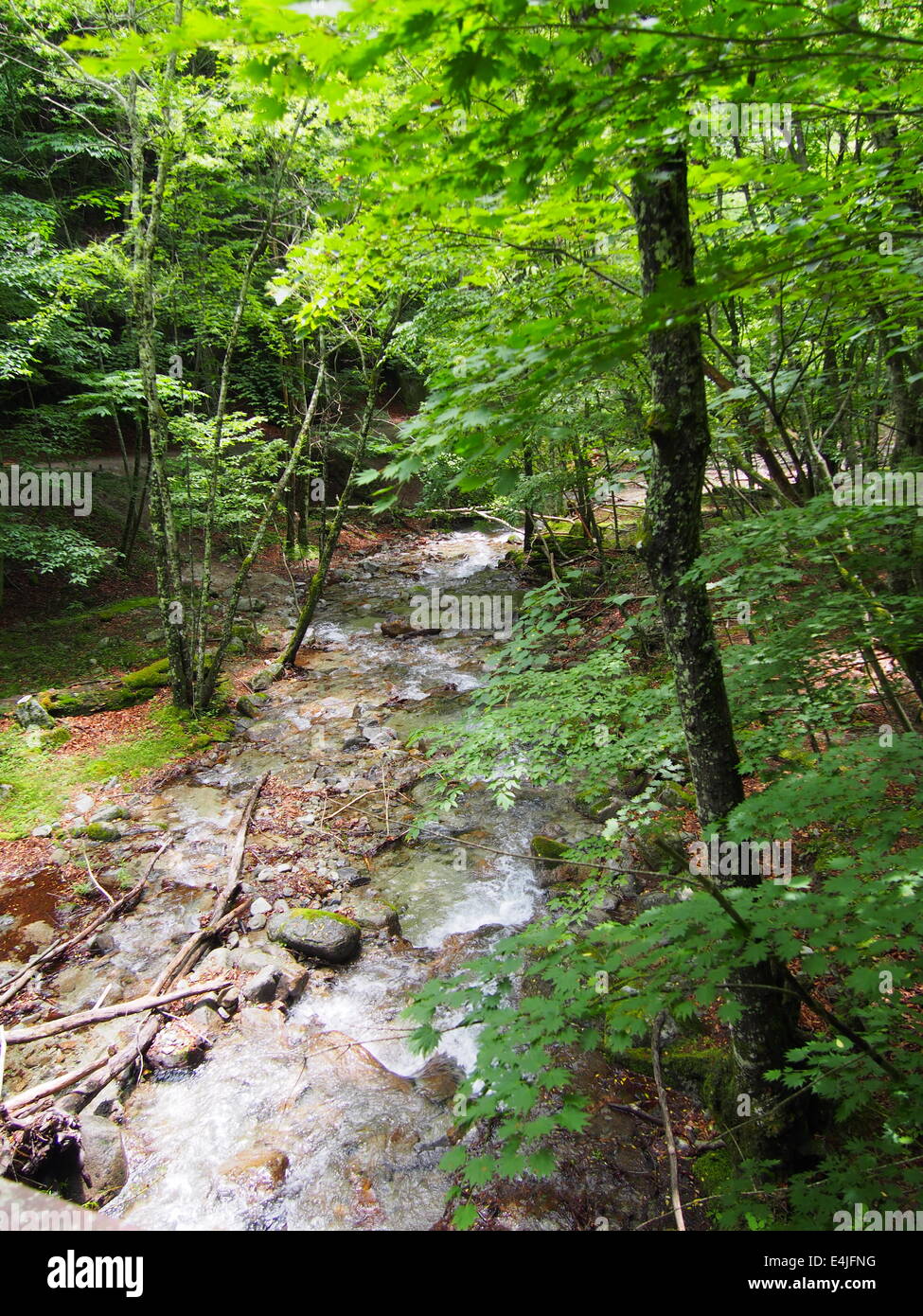 Nishizawa Valley in Yamanashi, Japan Stock Photo