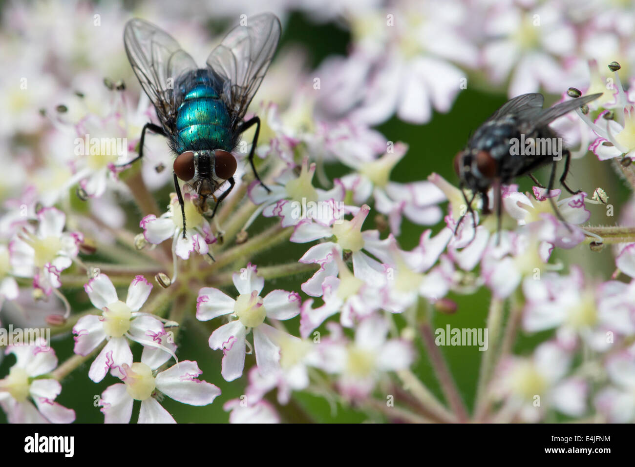 Green bottle fly on a cow parsley flower in a Cumbrian meadow Stock Photo