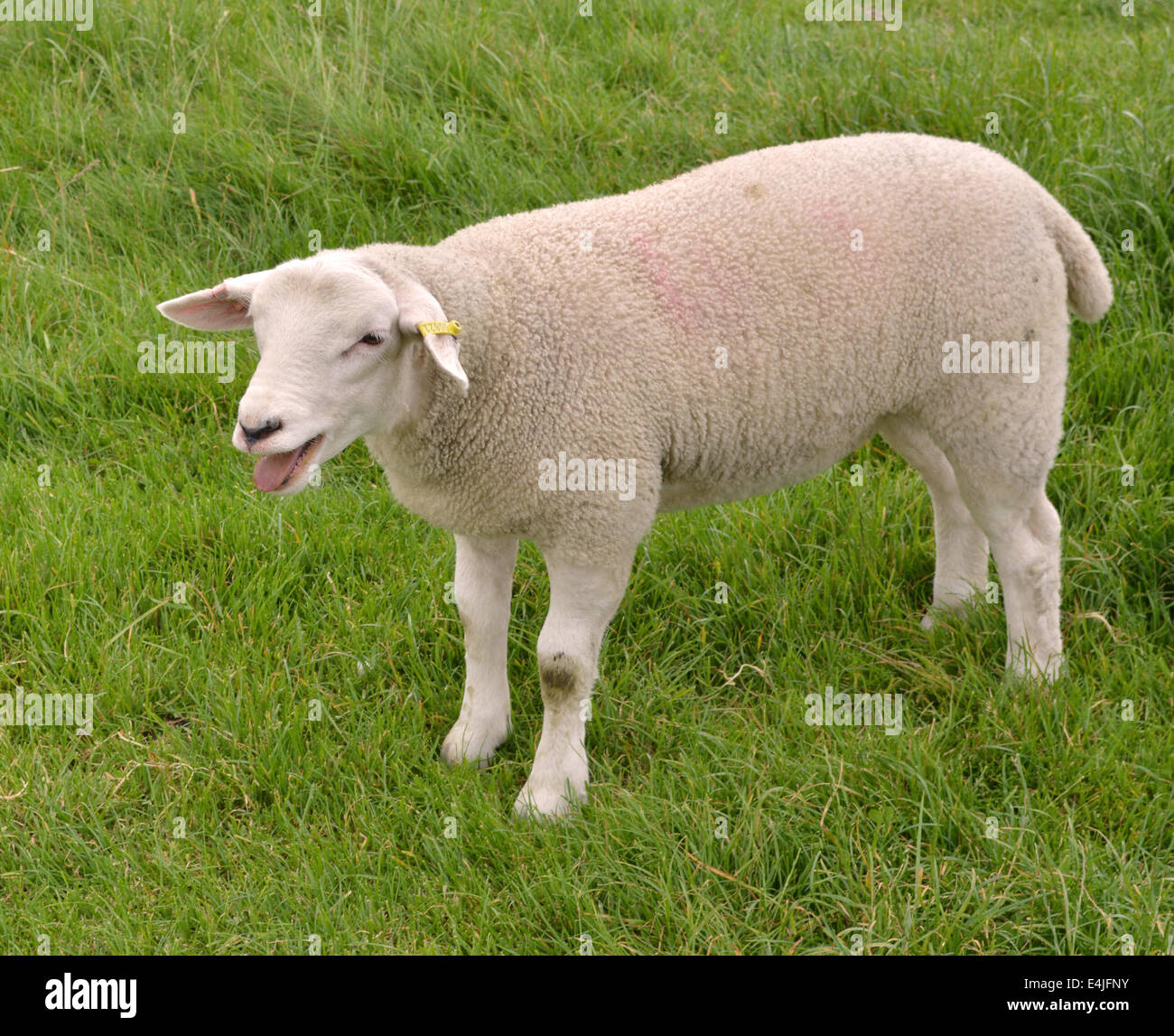 Photograph of a sheep in a pasture Stock Photo