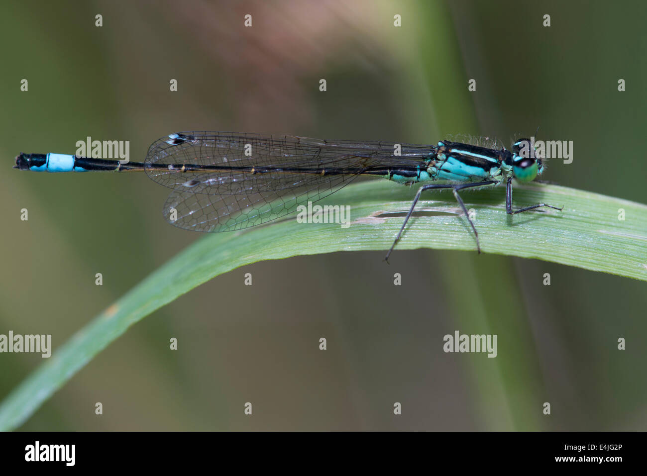 Blue damselfly mating with a green one on a grass stalk in a sunny Cumbrian meadow Stock Photo