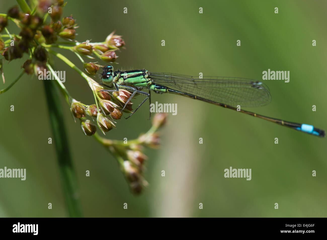 Green & Blue Damselfly on a sunny summer day in a Cumbrian meadow Stock Photo