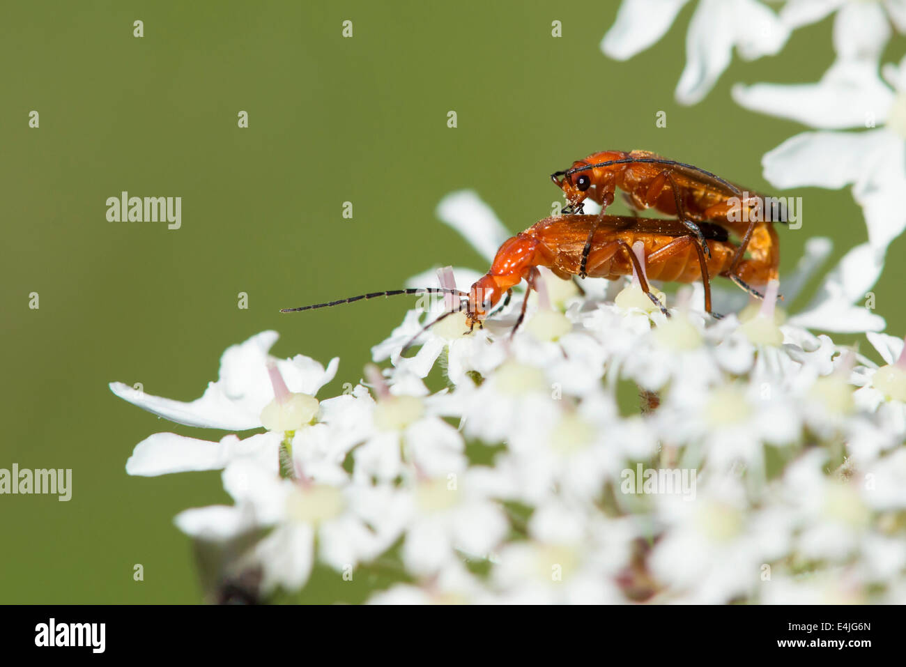 Soldier beetles mating on a Cow Parsley flower head in a Cumbrian meadow on a sunny Summer day. Stock Photo