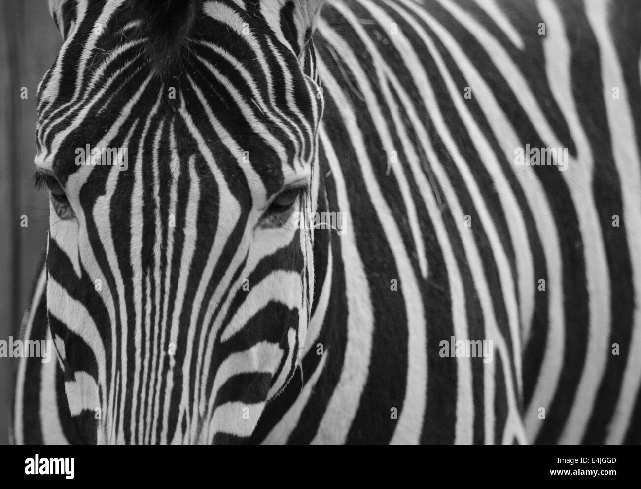 Picture of a zebra with the striped almost hiding the head. Interesting texture and curves. Stock Photo