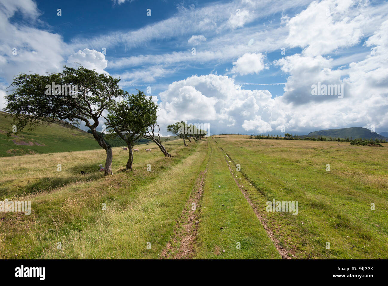 A row of small hardy windswept trees along a farm track on a sunny summer day at Croasdale in the Lake District, England Stock Photo