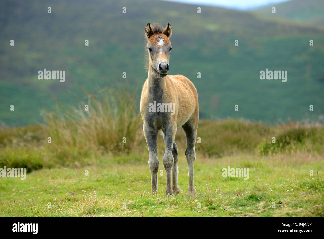 Long Mynd Shropshire Hills Uk 13th July 2014.  Born to be wild! Two week old wild pony foal stretching his legs on the hills of Shropshire. Credit:  David Bagnall/Alamy Live News Stock Photo