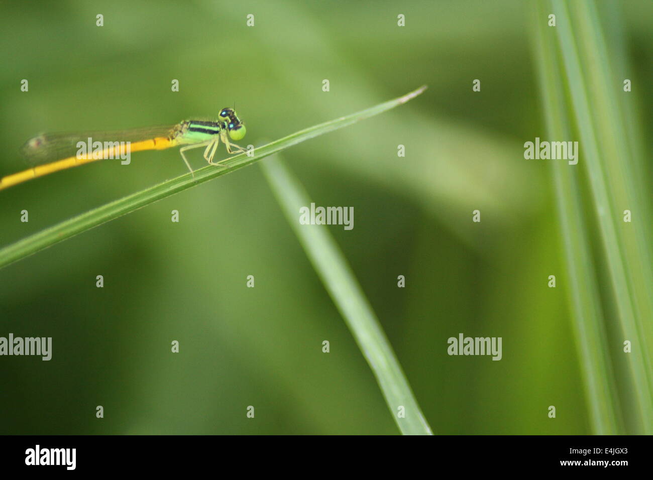 Damselfly on Grass Blade Stock Photo - Alamy