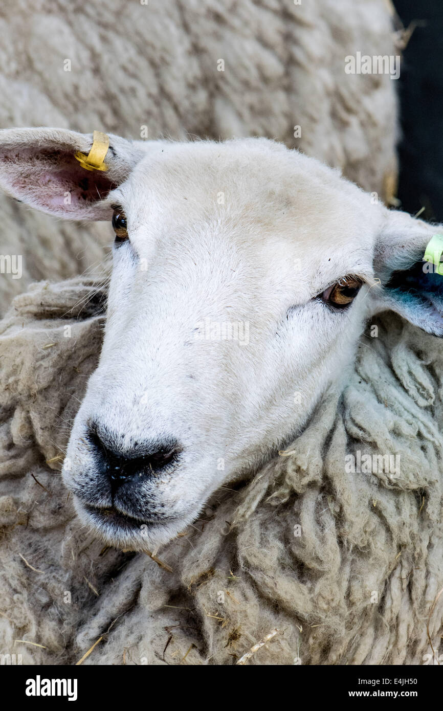 Sheep at the Kent County Show, 2014 Stock Photo