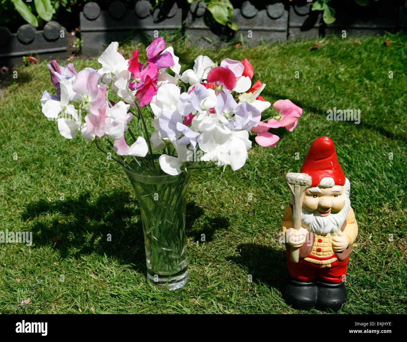 Garden Gnome and sweet peas  Worcester Worcestershire England UK Stock Photo
