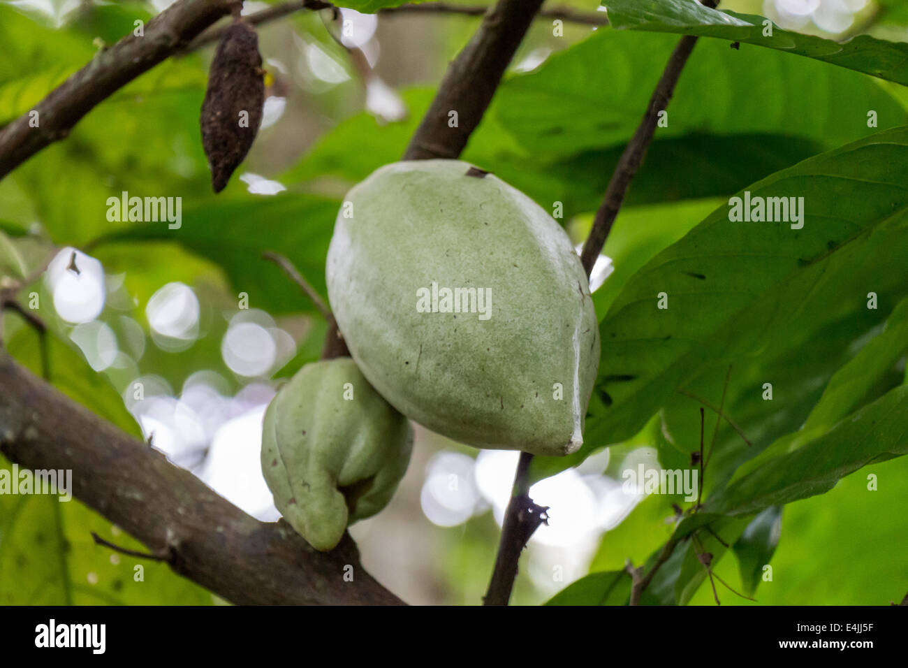 fresh ripe fruit plant on tree exotic tropical in summer outdoor Stock Photo