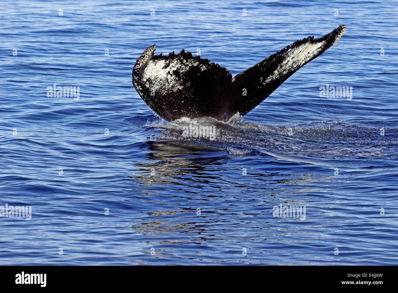 Humpback whale (Megaptera novaeangliae) feeding breaching Stock Photo ...