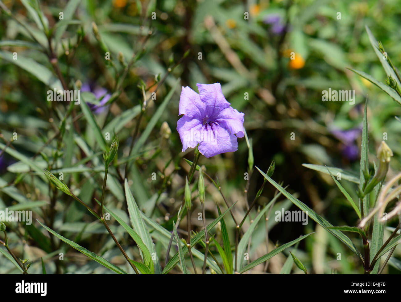 beautiful Waterkanon flower (Ruellia tuberosa) at Thai flower garden Stock Photo