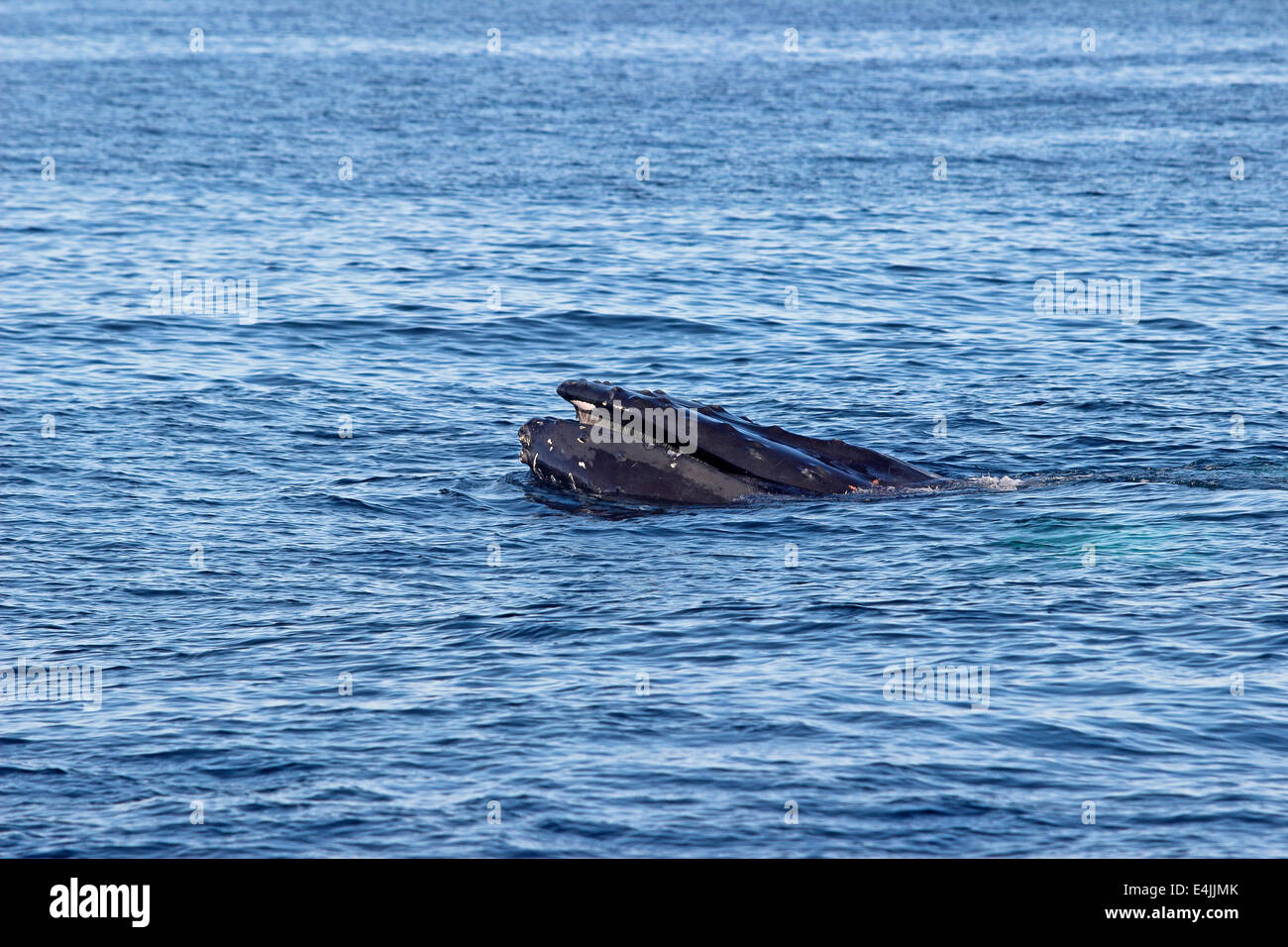 Humpback whales (Megaptera novaeangliae) feeding breaching Stock Photo