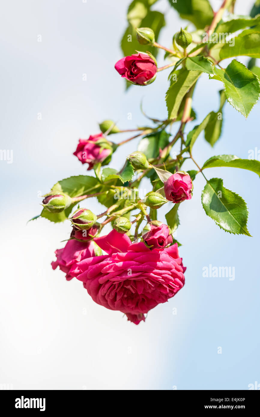 Pink Rose On Blue Sky Background Stock Photo - Alamy