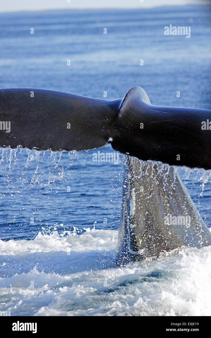 Breaching Whales breaching maine hi-res stock photography and images - Alamy