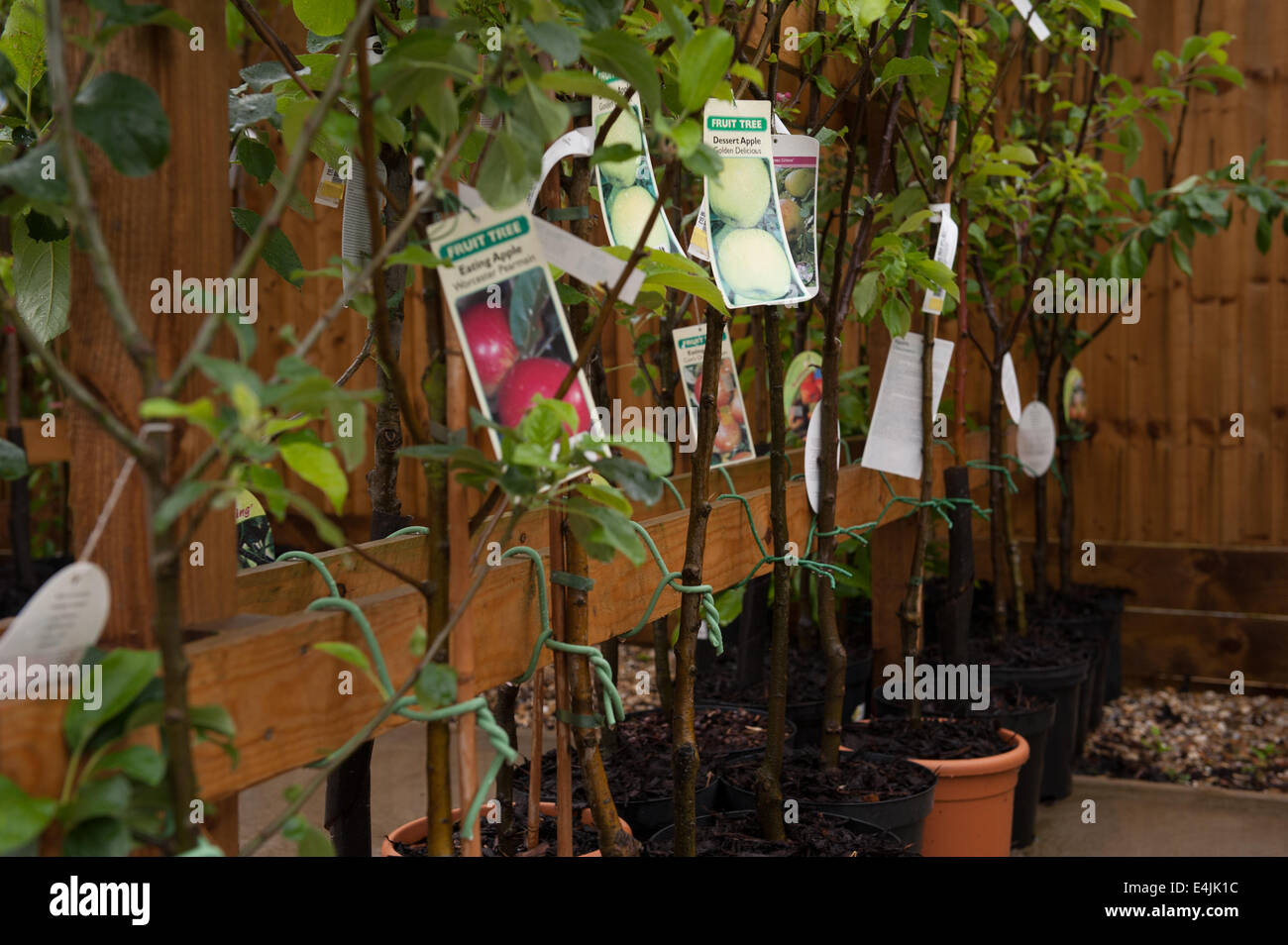 Fruit Trees For Sale At A Garden Centre Stock Photo Alamy