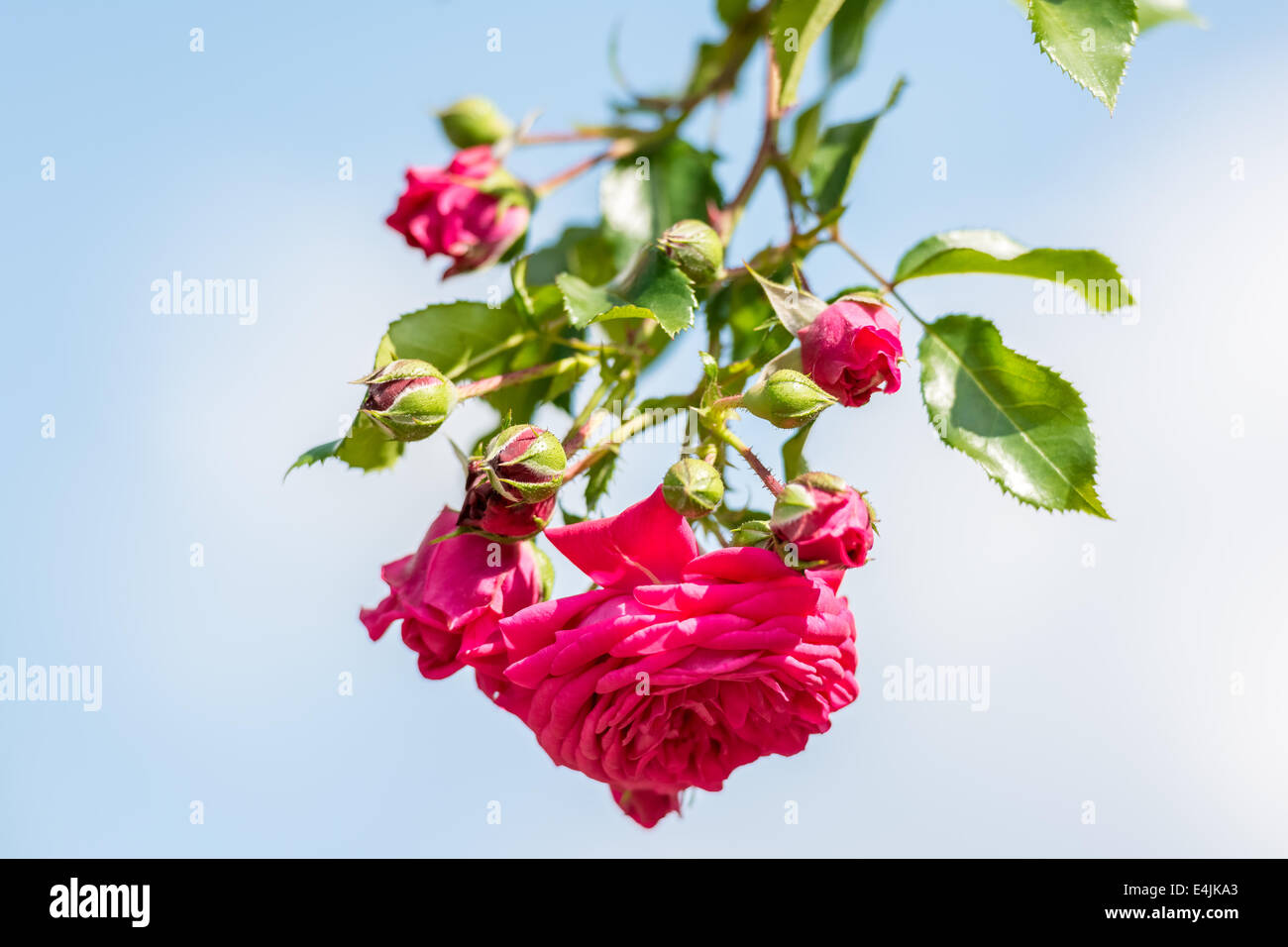 Pink Rose On Blue Sky Background Stock Photo - Alamy