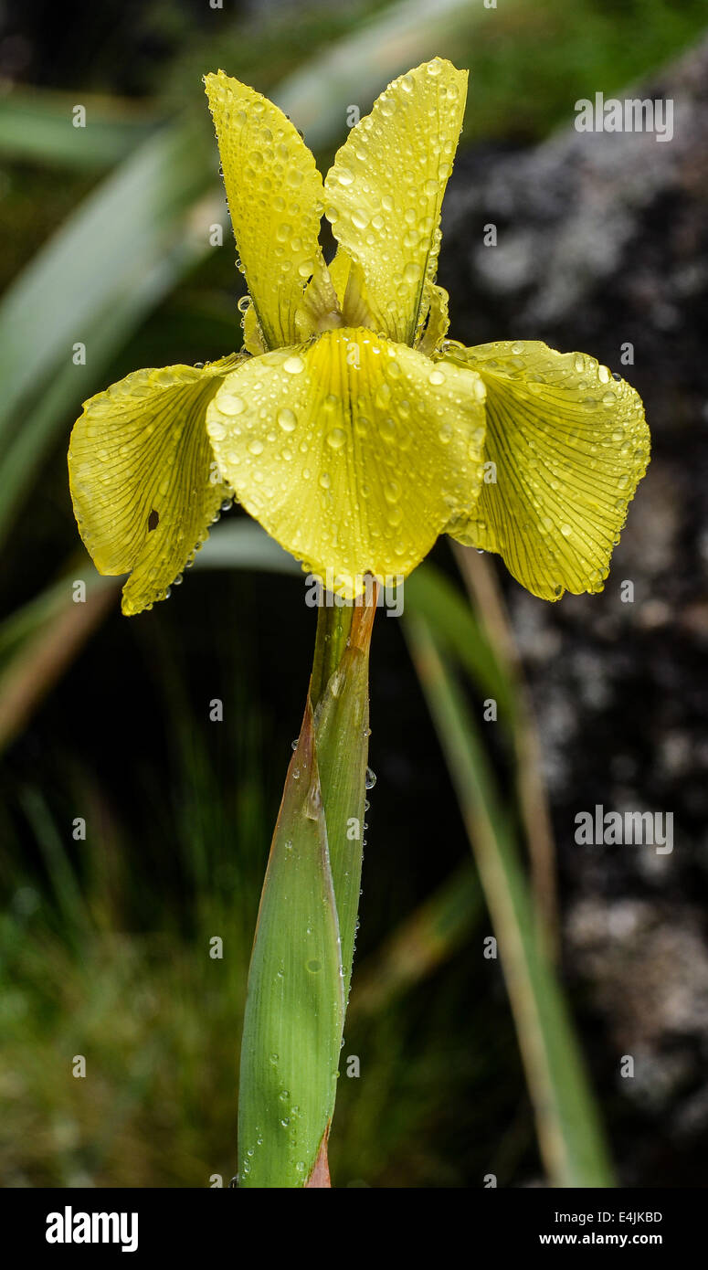 Yellow flower in the morning dew in the Drakensberg Mountains along the Amphitheater in Royal Natal National Park. Stock Photo
